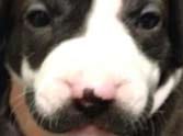 Cute dog