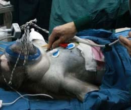monkey makes medical history after having a successful liver