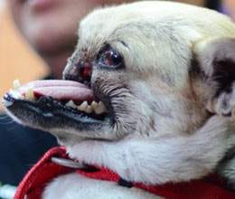 philippines dog 