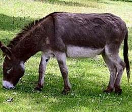 having sex with donkey is a colombian tradition