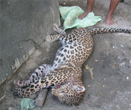 father killed leopard to gift her daughter