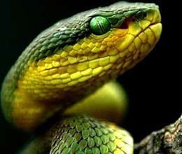 snake-guinness-book-records-bihar