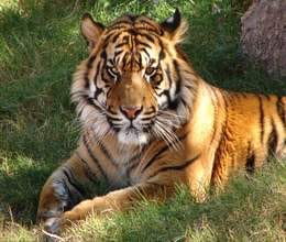 corbett park admin alert on canine distemper virus