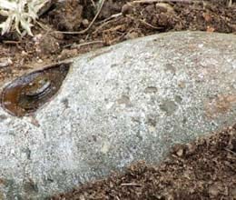 woman washed unexploded bomb in kitchen sink
