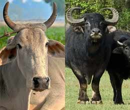 Cow smuggler are active