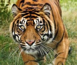  tiger terror at devprayag
