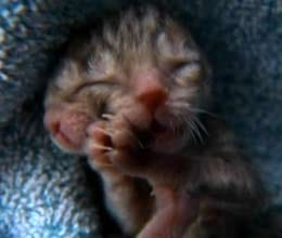 ejected by her mother after being born with TWO faces