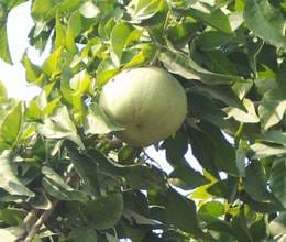 health benefits of wood apple