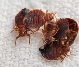 man sets house on fire trying to kill bedbugs