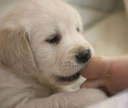 Dog Chews His Toes Off