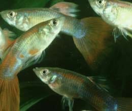 guppies can reproduce after death