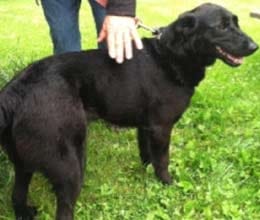black Labrador was shot 100 TIMES with BB gun in horror attack