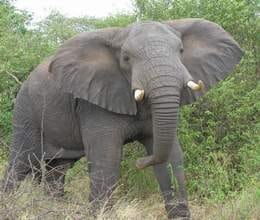Elephant lifted his trunk abandoned woman