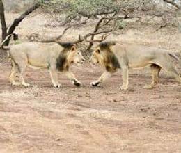 lions kills cobra in jamshedpur zoo