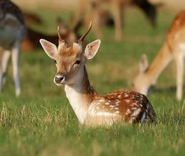 chief wildlife warden absent 