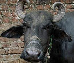 buffalo takes bomb in her mouth in punjab