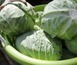 cabbage hurling contest