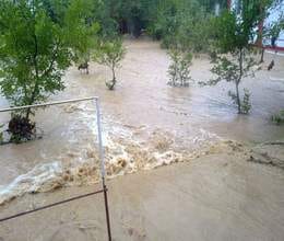man climbed on a tree and saverd his life from flood