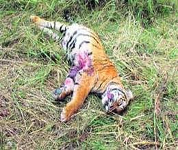 tiger in danger