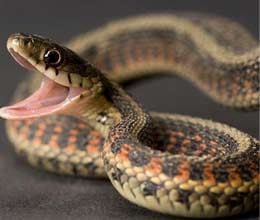 attack of snake two died