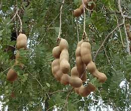 ghost lived on tamarind tree 