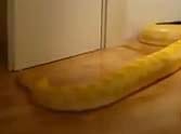 python can open doors