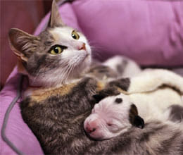 cat breast feeding dog
