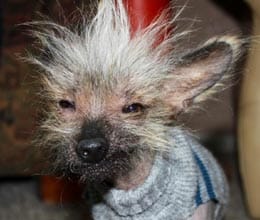 world's ugliest dog contest