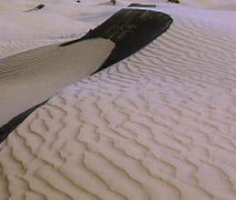 couple die suadi desert 