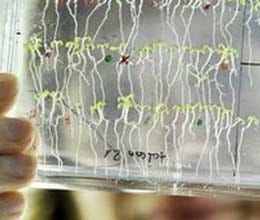 plants also knows mathematics