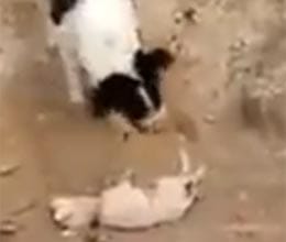 dog buries his puppy in iraq