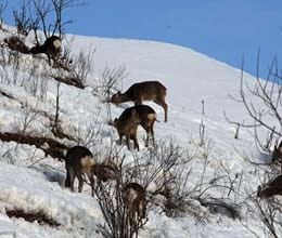 wolf urine and lions roaring in bid to keep deer from running onto the highway