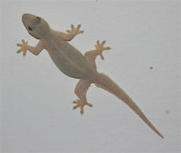 why should bath after lizard drop on body 