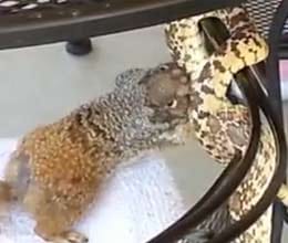 squirrel vs. snake