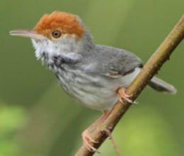 new bird found in cambodia