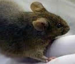 Mouse cloned from drop of blood