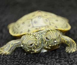 two headed turtle