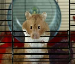 boyfriend kicked hamster 