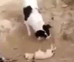 dog burries puppy