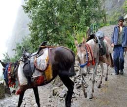 hungry horses, mules may attack humans
