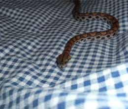 man arrested for beating wife who refused to have sex with snake