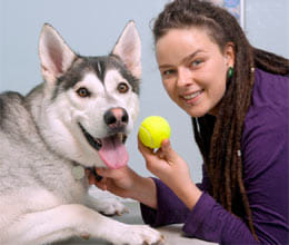 lost ball became dangerous for dog