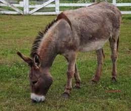 prostitute turned donkey