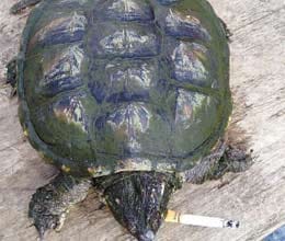  turtle becomes addicted to smoking