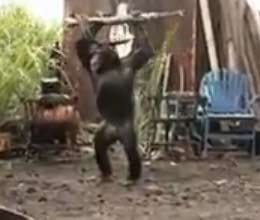 ape with ak-47