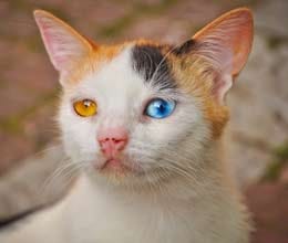 The beautiful strange-eyed kitten