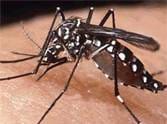 Dengue/paient/ambala