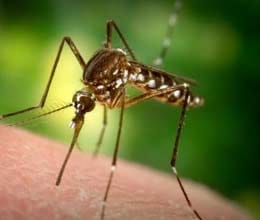 taiwanese woman kills 4 million mosquitos