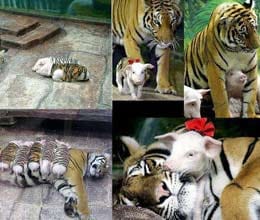 tiger takes care of baby piglets