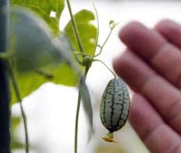 thumb-sized micro watermelon grown in shanghai farm
